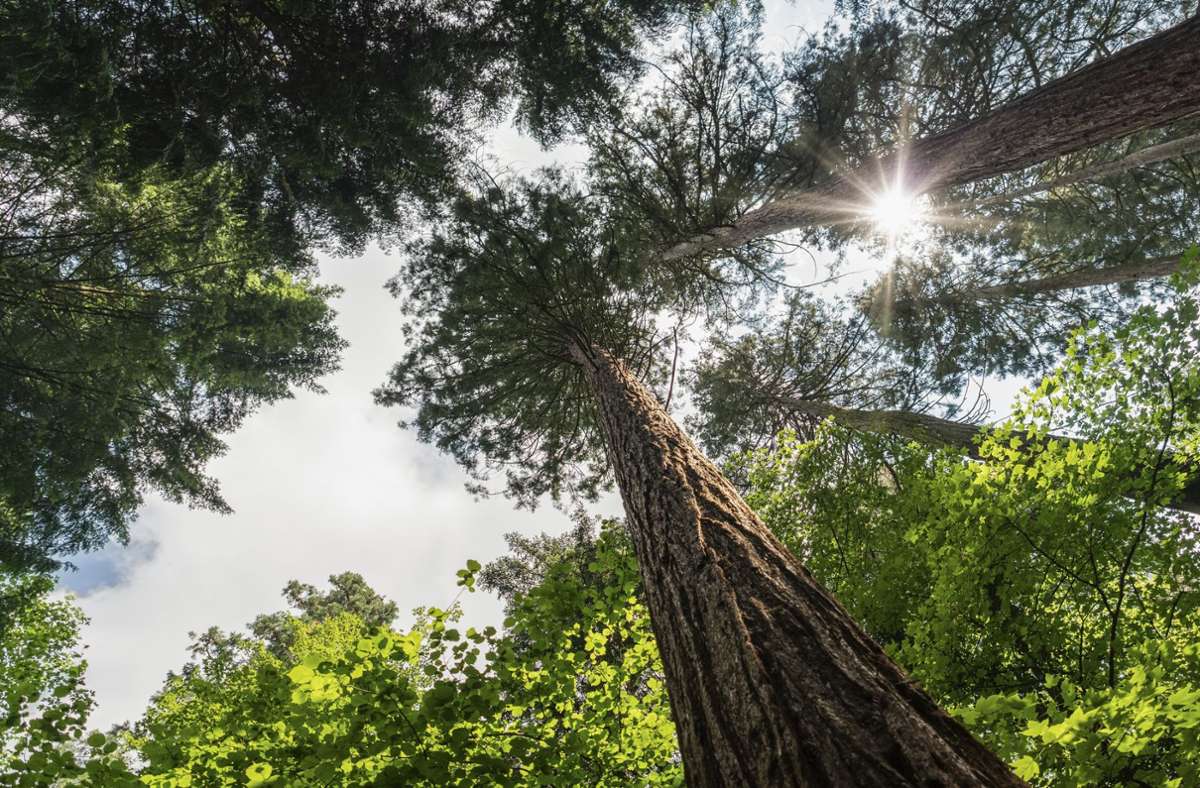 Ein Ausflug in den Weinheimer Exotenwald ist eine botanische Weltreise: Auf rund 60 Hektar wachsen mehr als 150 Baum- und Straucharten aus vier Kontinenten. Die Bäume stammen aus dem Mittelmeerraum und Afrika, aus Amerika und Asien.