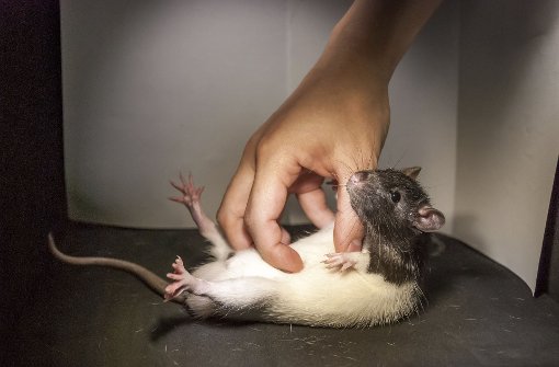 Nur wenn sie gute Laune haben sind Ratten kitzlig. Foto: Shimpei Ishiyama und Michael Brecht