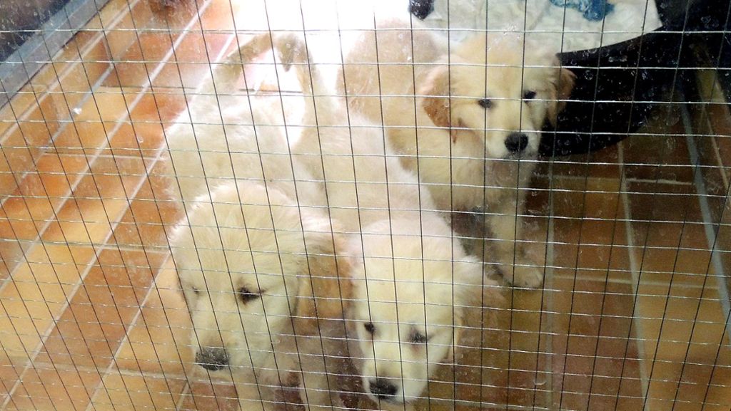 Esslingen: Polizei beschlagnahmt Hundewelpen