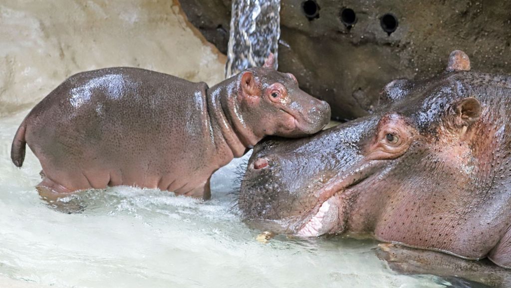 Nachwuchs im Zoo Karlsruhe: Hippo Halloween macht seine ersten Schritte