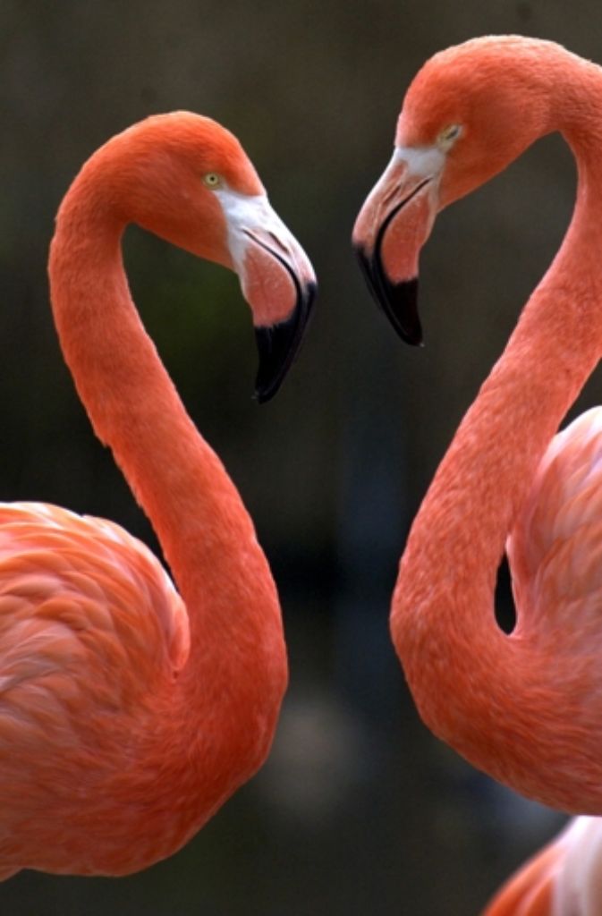 Flamingos: Wenn Flamingos aus ihrem Ei schlüpfen, tragen sie ein grau-weißes Daunenkleid. Um rot zu werden, müssen sie erst Farbe fressen: Winzige Krebse enthalten Carotinoide, das sind orangerote Farbstoffe. Der Farbstoff setzt sich in den Federn ab und bringt die Tiere zum Erröten