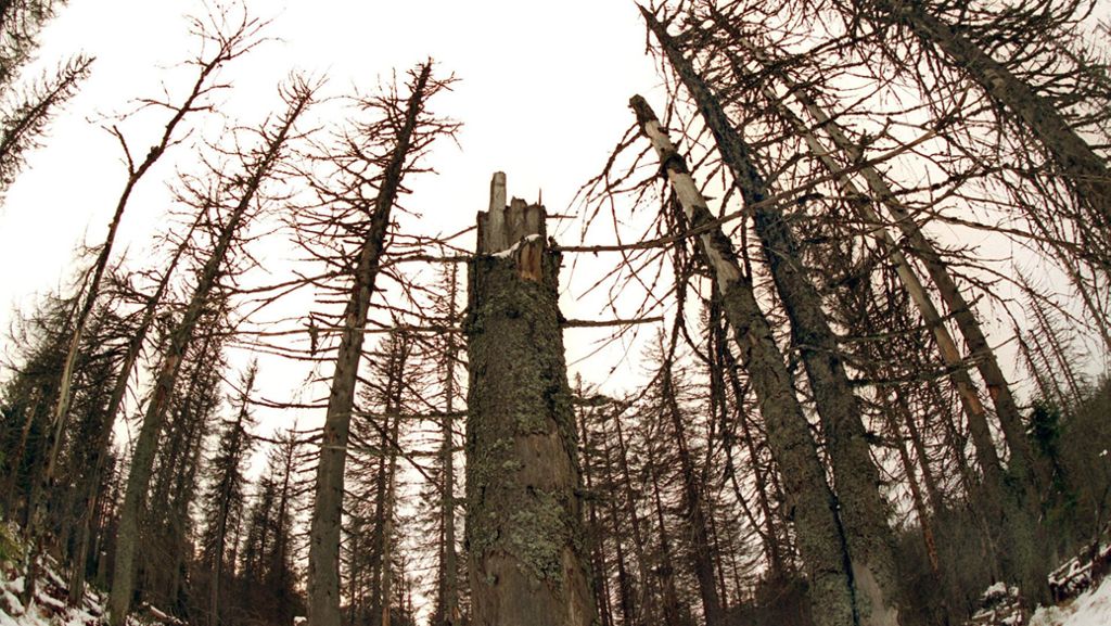 Europas kranke Bäume: Gibt es ein neues Waldsterben?