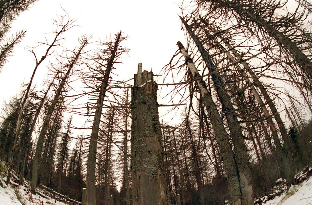 Das Archivbild vom November 1997 zeigt abgestorbene Bäume auf dem 1370 Meter hohen Lusen im Nationalpark Bayerischer Wald. Foto: dpa