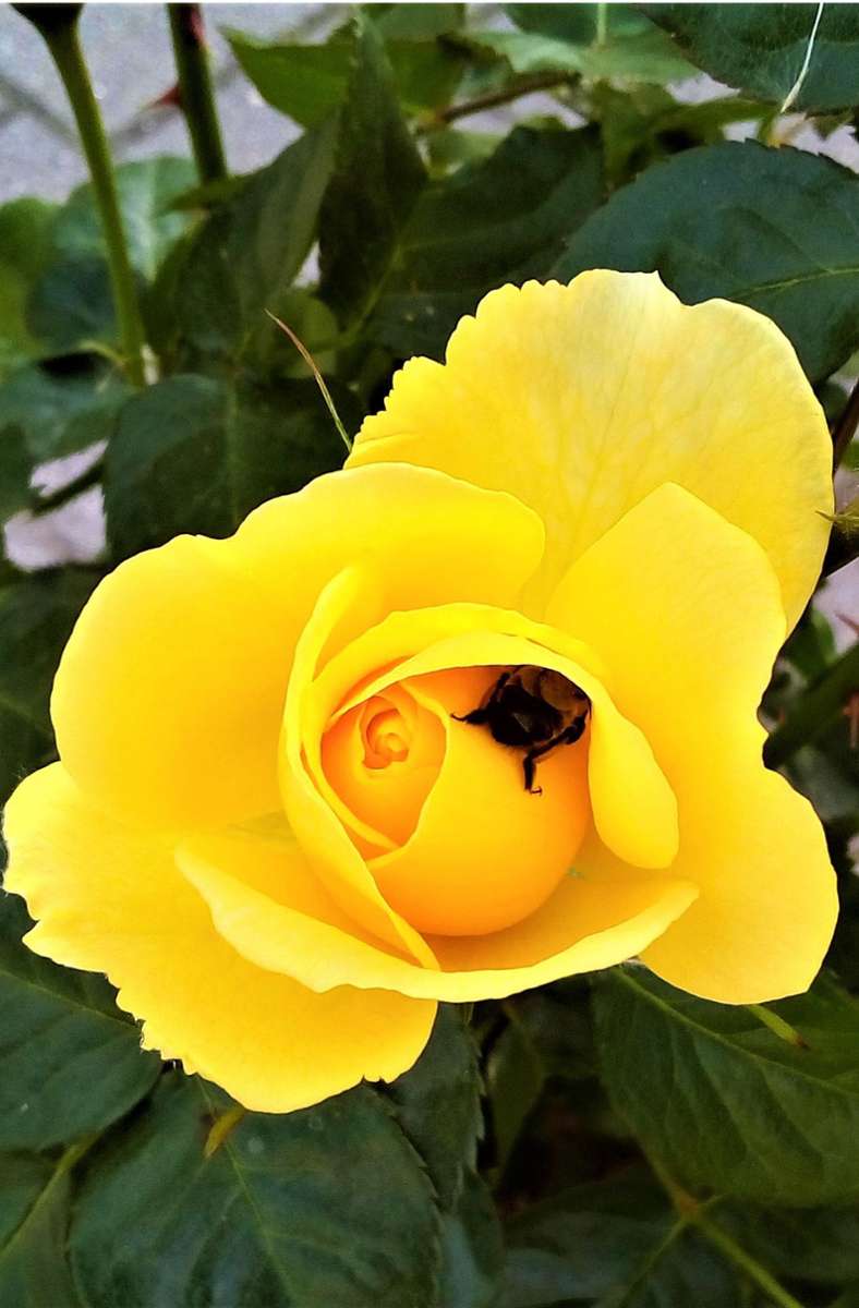 Beliebt auch bei Bienen: die Edelrose „Heilbronner Sonne“, erstmals 2019 bei der Bundesgartenschau Heilbronn vorgestellt, nun auch schon im Garten in Zweibrücken blühend.