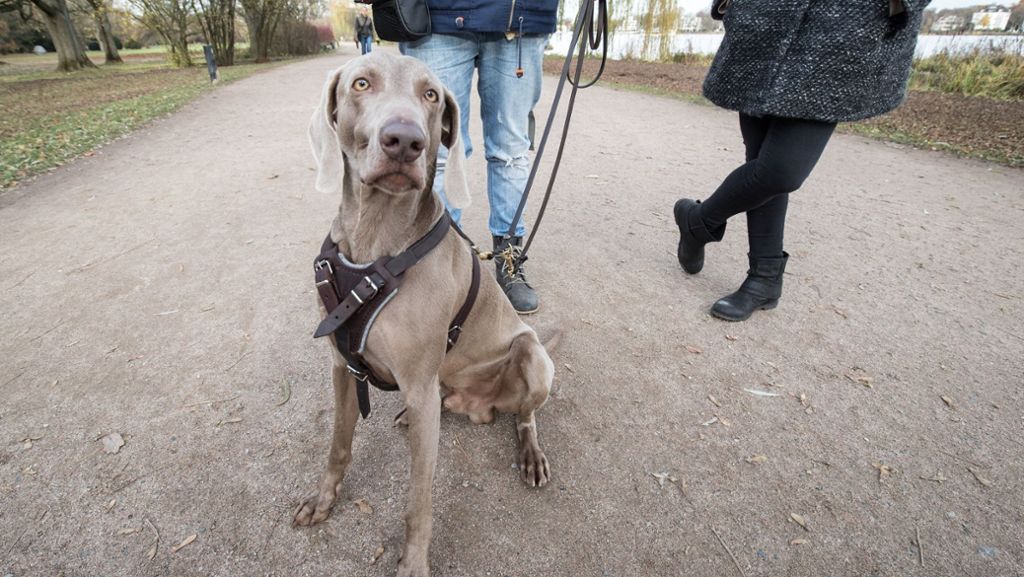  In den Sperrbezirken einiger Bundesländer zwingt die Vogelgrippe Hunde und Katzen an die Leine. In Baden-Württemberg gibt es bisher keine besonderen Maßnahmen. 