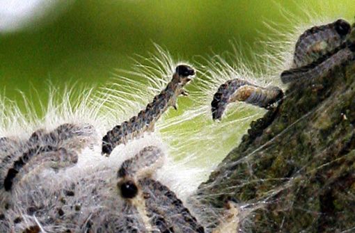Die Haare der Spinnerraupe sind giftig. Foto: dpa/Bernd Settnik