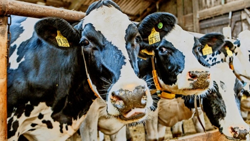 Landluft: Der Kuhstall schützt vor Asthma