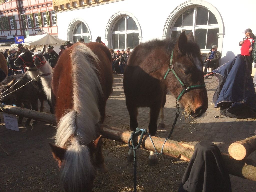 Die beiden Pferde aus der Partnerstadt Belford haben den 1. Preis gewonnen.