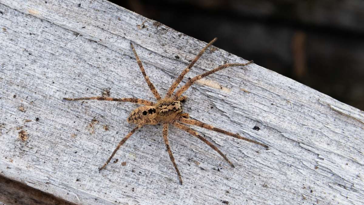 Nosferatu-Spinne: Wie gefährlich ist die invasive Art?