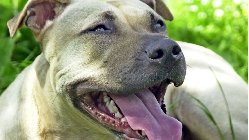 Tödliche Hunde-Attacke: „Chico“ könnte in Spezialtierheim kommen