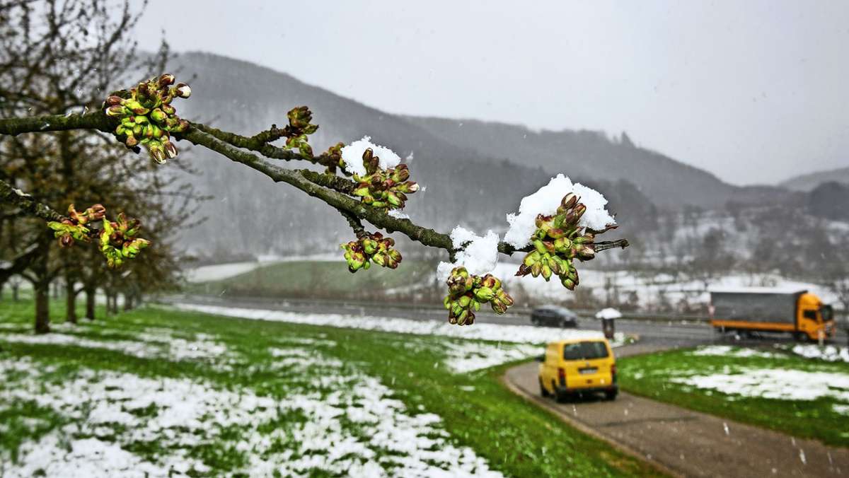 Obstbäume im Kreis Esslingen: Die frühe Blüte fängt der Frost