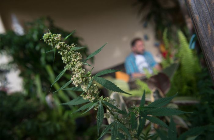 Cannabis anbauen mit Balkonkraftwerk: Geht das?