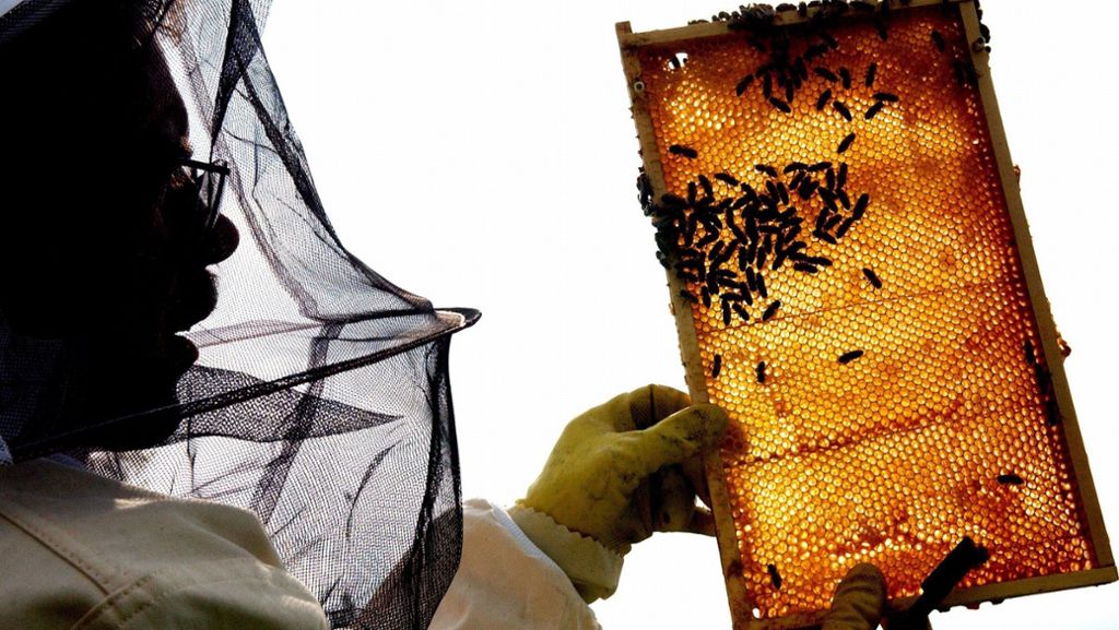 Fragen rund um Honig: Honig – Heilmittel und Nektar der Götter