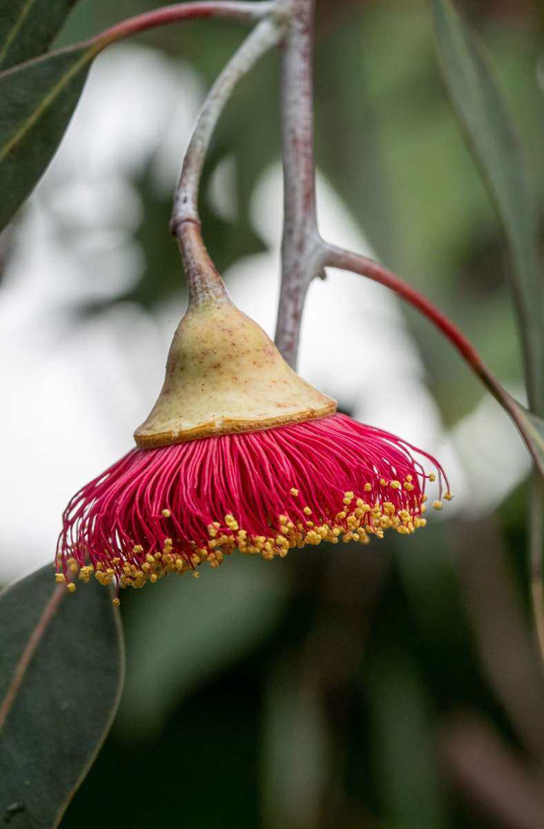 So prächtig können Eukalyptusbäume blühen. Hier eine Blüte aus der Zucht in der Wilhelma.