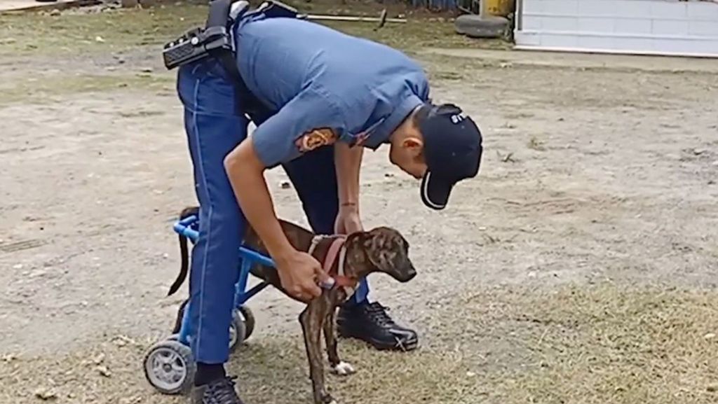 Rollstuhl für Hündin in den Philippinen: Polizist schenkt Hund „Tiger“ neuen Lebensmut