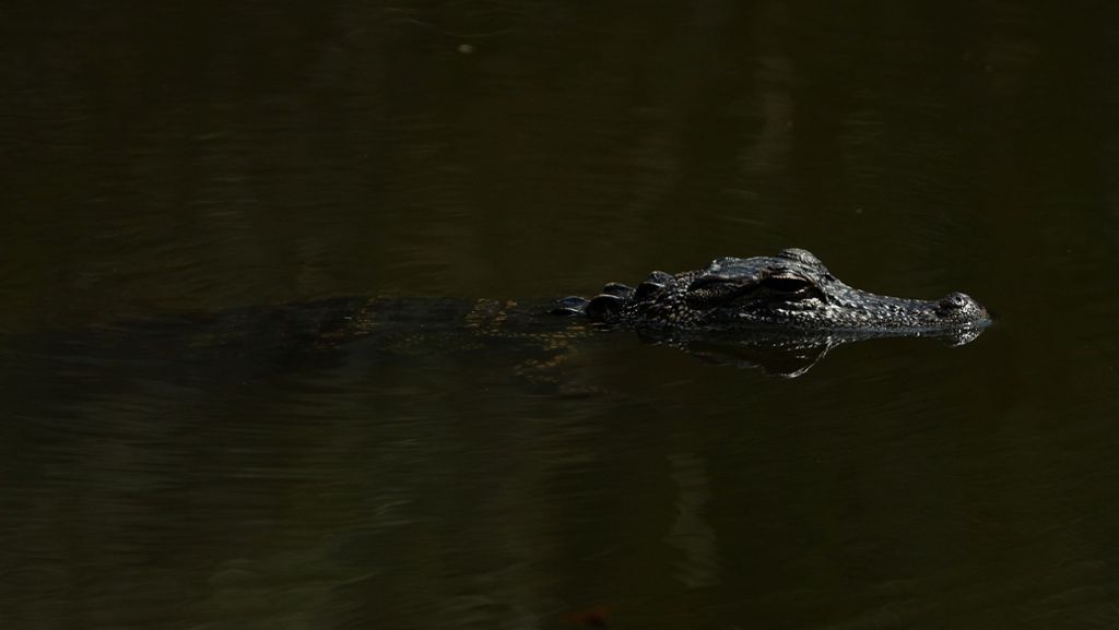 Festnahme in Florida: Männer nötigen Alligator zum Biertrinken