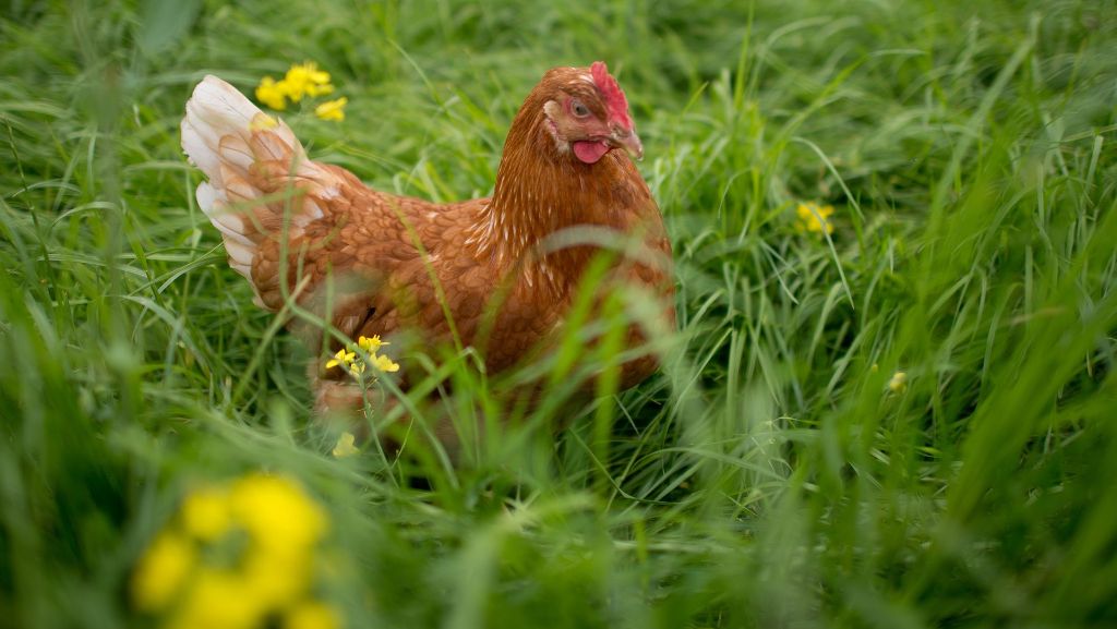  Kann man Eier noch bedenkenlos essen? Diese Frage stellen sich nach dem Fipronil-Skandal zahlreiche Verbraucher. Wer auf Nummer sicher gehen möchte: Einfach selbst Hühner halten. Eine Tierärztin gibt Tipps. 