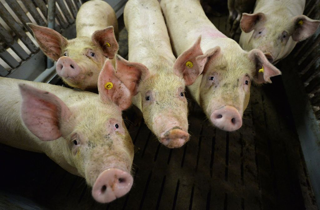 In einem großen Zuchtbetrieb mit 19 500 Schweinen in Litauen sind Fälle der Afrikanischen Schweinepest aufgetaucht. (Symbolbild) Foto: dpa