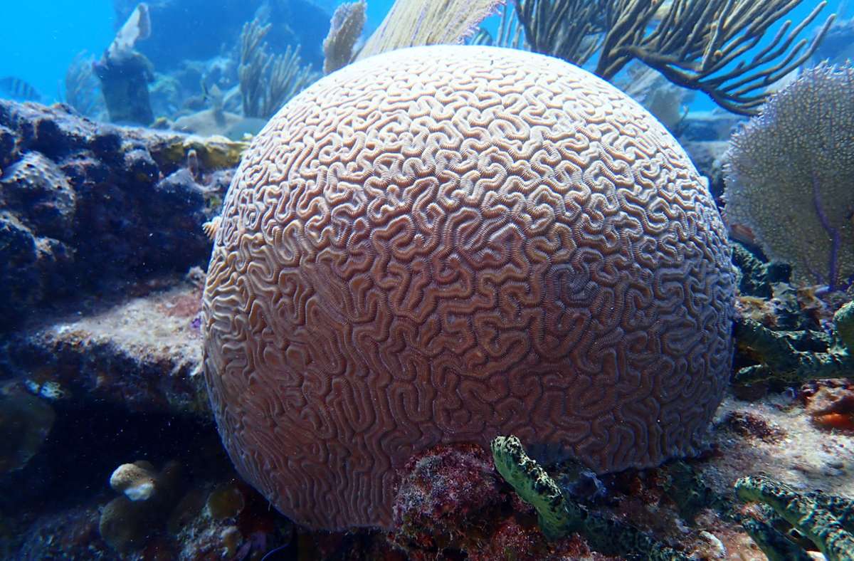 Diese Koralle erinnert mit ihrer kugeligen Form und der gerillten Struktur an ein menschliches Gehirn. Daher auch der Name: Hirnkoralle.