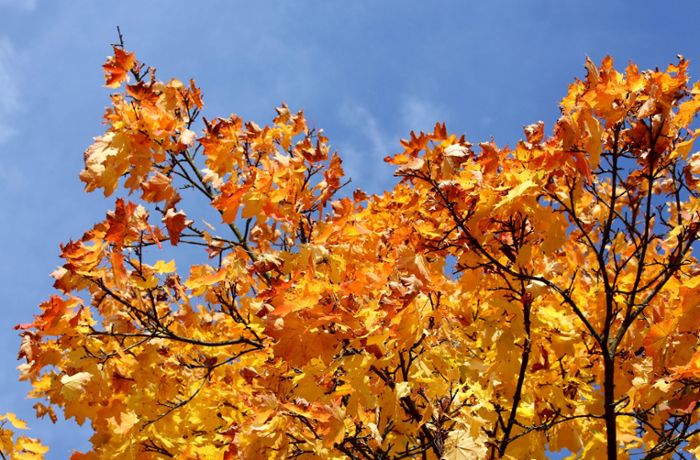 Bucket-List für den Herbst: 10 Ideen, wie man die goldene Jahreszeit genießen kann