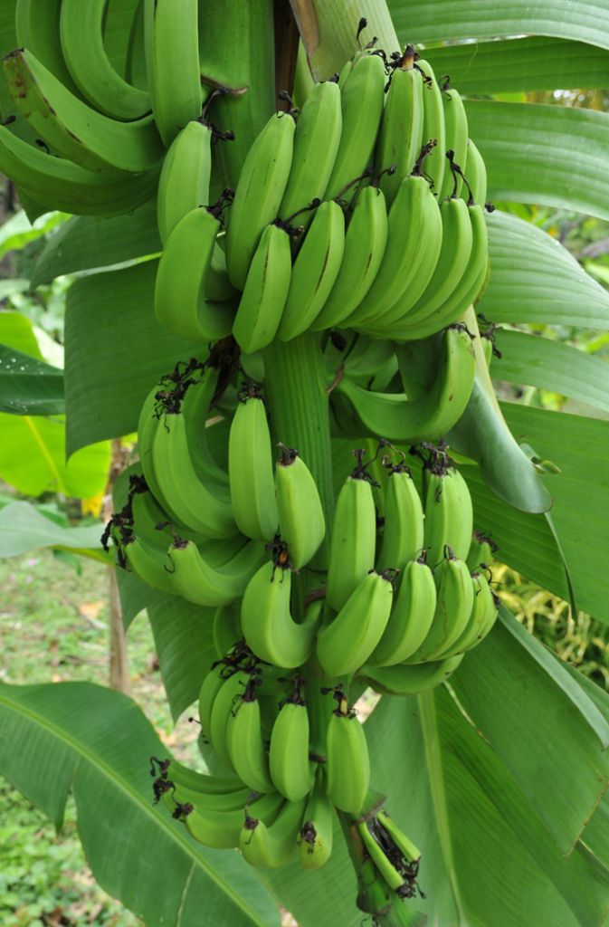 Bananenstauden auf Nosy Sakatia : Obst wächst praktisch überall.