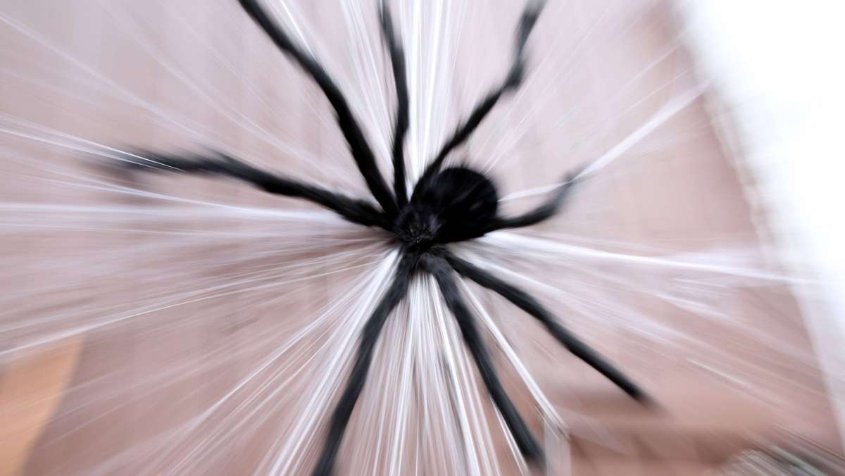 Kurioses aus Neu-Ulm: Frau ruft Polizei zur Spinnensuche in ihrer Wohnung