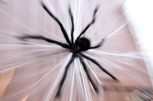 Wegen einer Spinne hat eine junge Frau in Neu-Ulm die Polizei gerufen. Foto: imago/Karina Hessland/imago stock&people