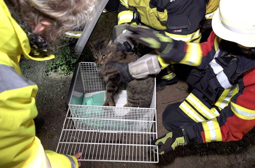 Die Feuerwehr konnte die Katze aus dem Kanalrohr befreien.