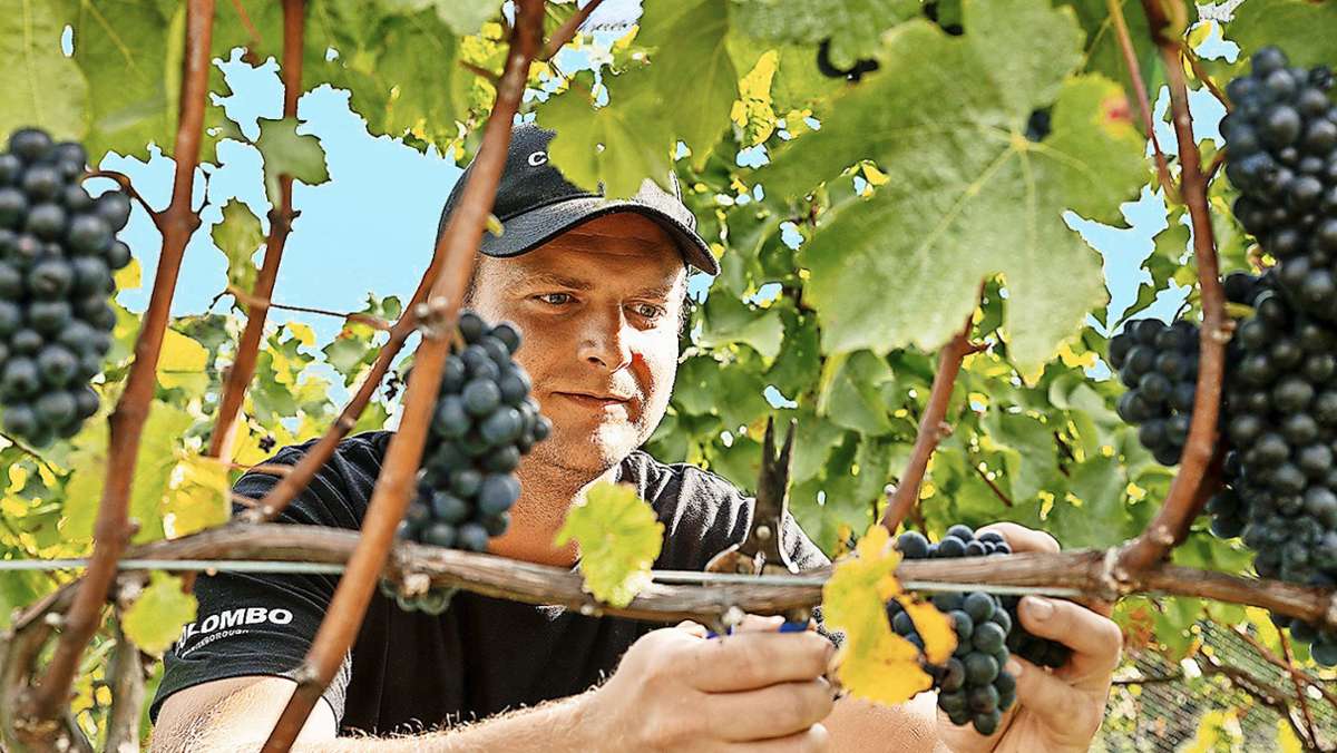  Thomas Röckinger lernt in Stuttgart und Umgebung alles, was man über Weine wissen muss. Dann geht er nach Neuseeland, um weitere Erfahrungen zu sammeln – und kommt nur vorübergehend zurück. Wie lebt es sich am anderen Ende der Welt? 