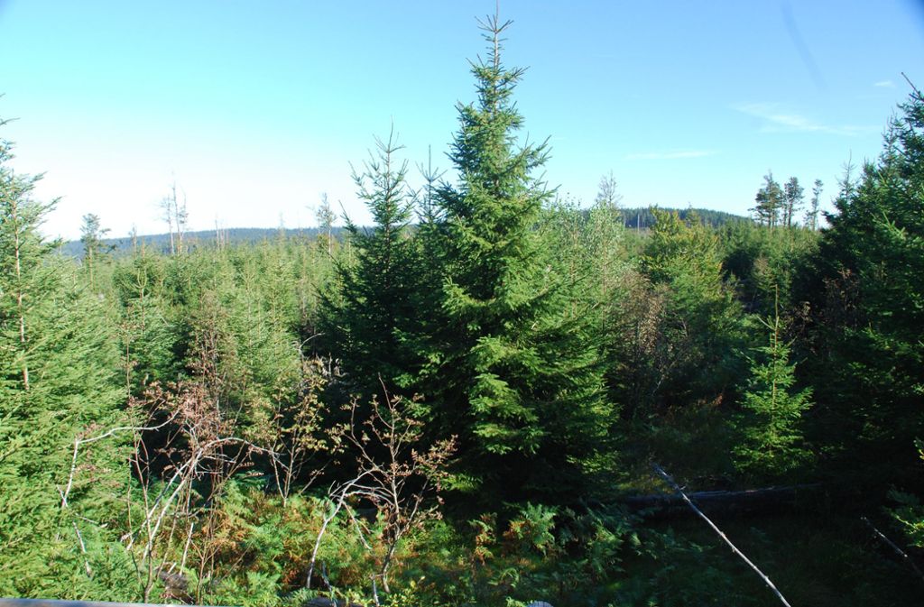 Ein Blick auf die einstige „Lichtung“ 2012 – der Wald wächst.