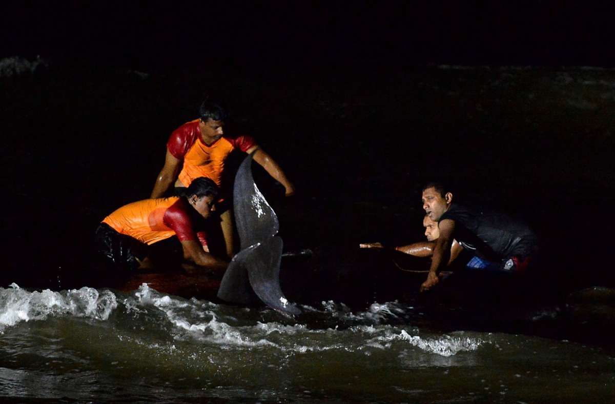 Freiwillige und Sri Lankas Marine brachten die Grindwale in tiefes Wasser zurück.