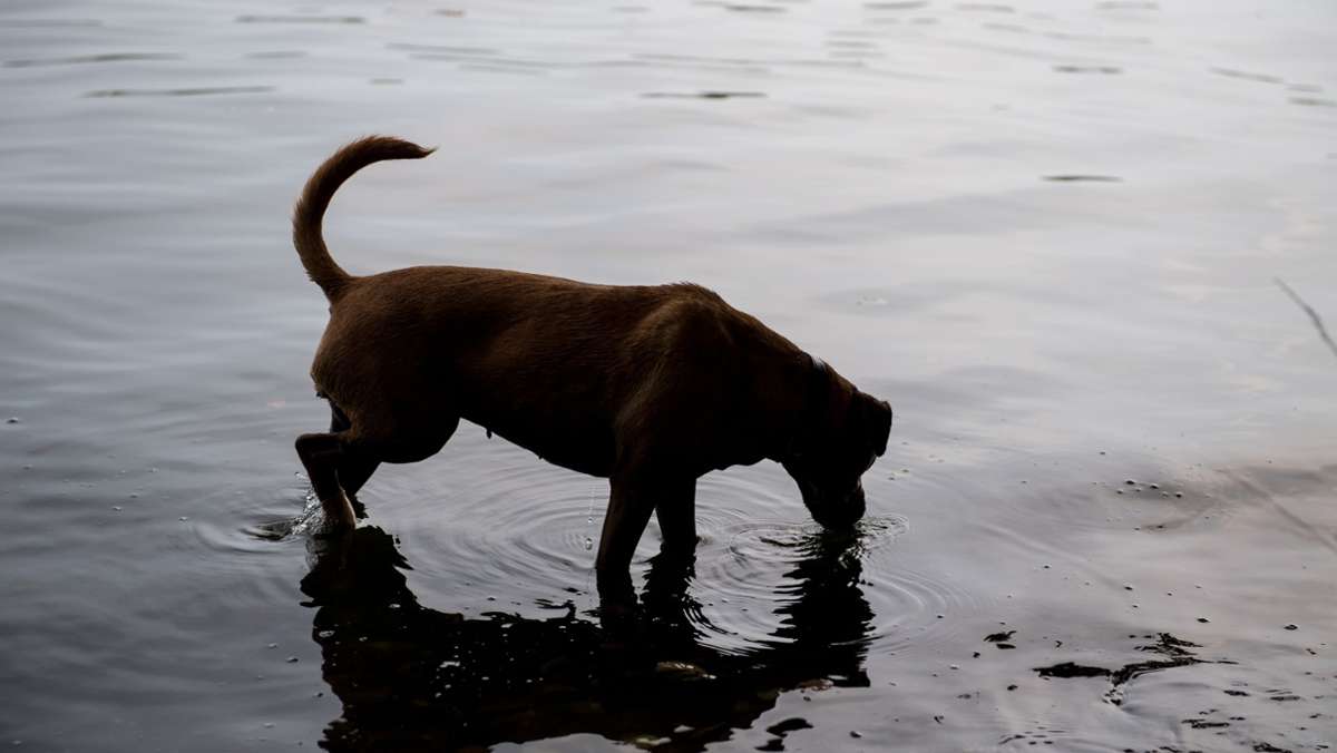 Hundeattacke in Böblingen: Rottweiler beißt 56-Jährige