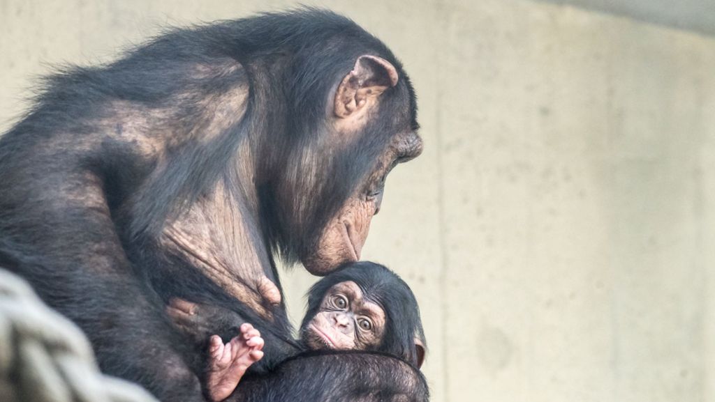 Münster: Drei kleine Affen aus Zoo ausgebrochen