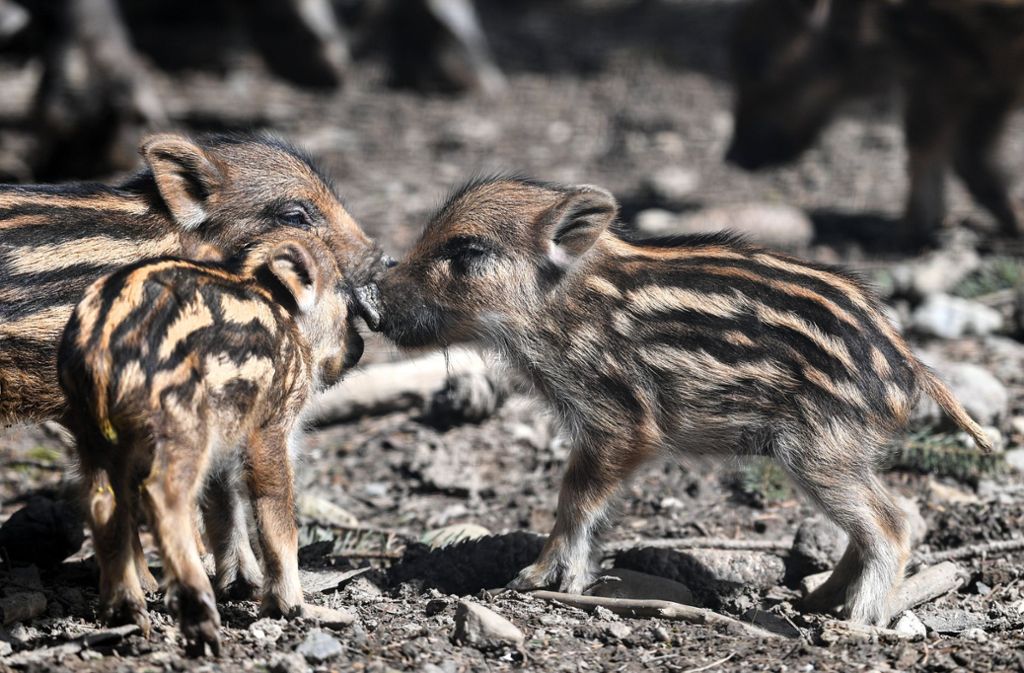 Der Wildschwein-Nachwuchs sei vermutlich über die Ostertage geboren worden, sagte Forstrevierleiter Wolfram Fürgut am Dienstag.
