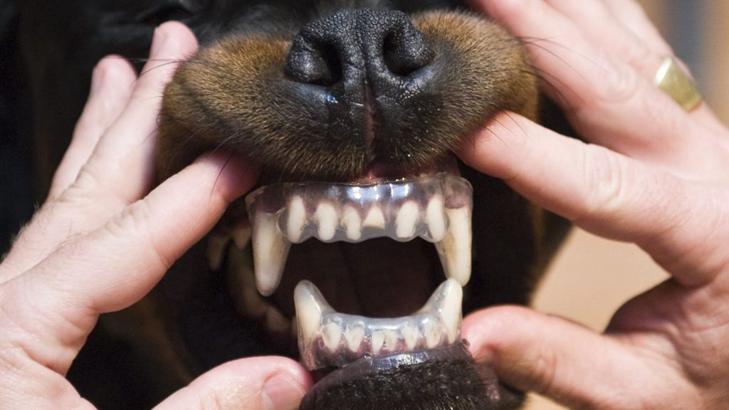 Angriffe durch Rottweiler: So gefährlich sind diese Hunde