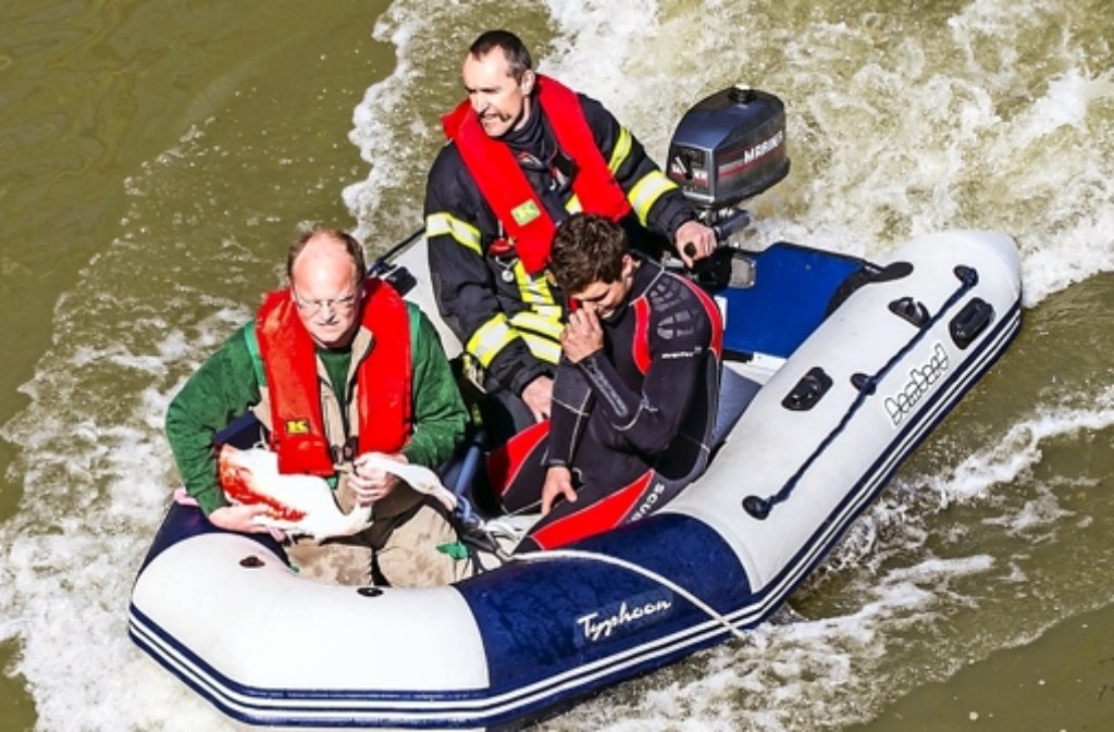 Per Schlauchboot musste auch am 7. April 2015 der aus der Wilhelma getürmte Flamingo gerettet werden.