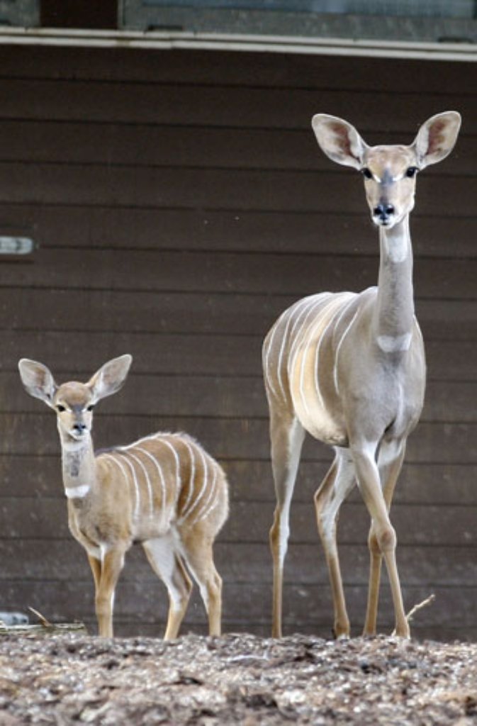 Vor allem die Kälber sind in den ersten Lebenswochen für die Besucher unsichtbar. Denn in der Natur wie im Zoo warten die Kleinen anfangs in einem Versteck auf die Rückkehr ihrer Mütter. Erst wenn sie kräftig genug sind, um bei einer eventuellen Flucht mit der Herde mitzuhalten, werden sie in die Kudu-Gemeinschaft eingeführt.