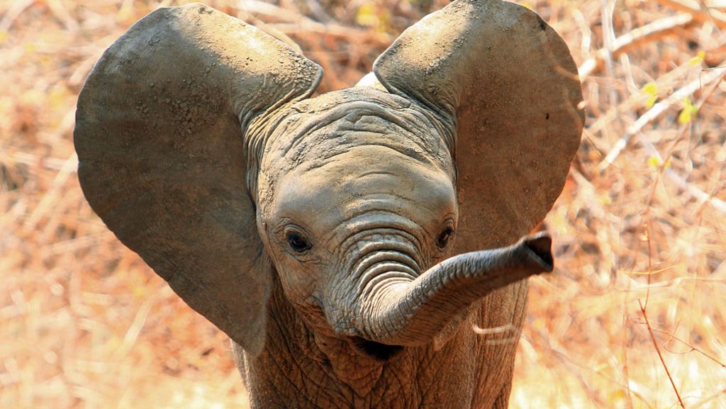  Der deutsche Fotograf Jens Cullmann reist seit Jahren durch Afrika, um wilde Tiere abzulichten. Vor Kurzem veröffentlichte er einen besonderen Schnappschuss, der ihm gelungen ist. 
