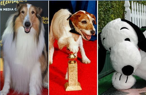 Lassie, Uggie, Snoopy: Manche Hunde sind wahre Filmstars geworden. Foto: Fotos: dpa (2), AFP