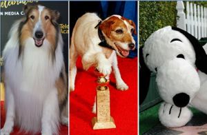 Das sind die zehn besten Film-Hunde