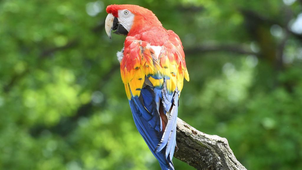 London: Papagei gibt Online-Bestellung bei Amazon auf