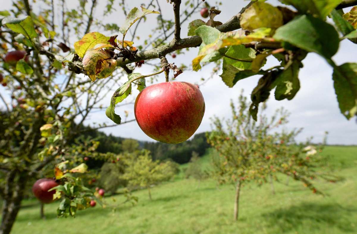 Die Äpfel auf den Streuobstwiesen sind jetzt reif. Doch nicht überall ist einfach zugreifen erlaubt. Foto: dpa/Patrick Seeger
