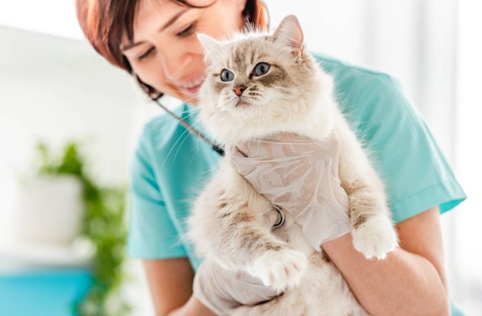 Tierarztkosten für Katzen (Tabelle)