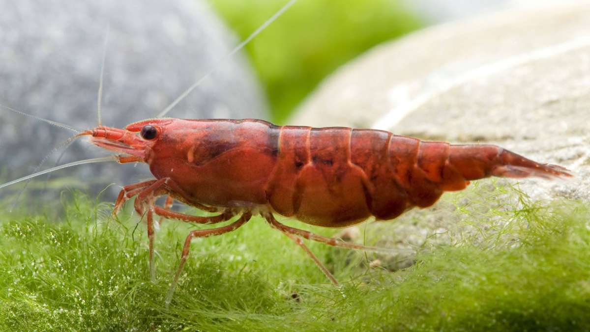 AquaEasy in Singapur: Bosch-Startup für Shrimps-Zucht verzeichnet Wachstum