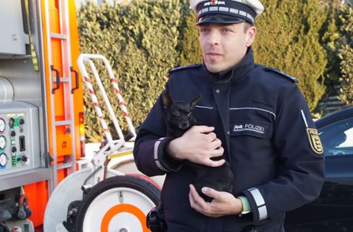 Auch ein kleiner Hund konnte bei einem Wohnhausbrand in Sindelfingen gerettet werden. Foto: SDMG