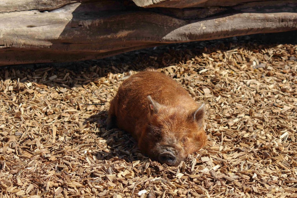Die Kune-Kune-Schweine sind neu in der Wilhelma Stuttgart.