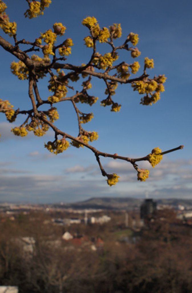 Ein blühender Zweig vor dem winterlichen Panorama der Landeshauptstadt.