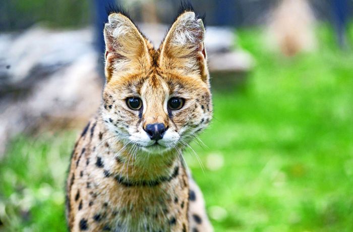Zoo in Stuttgart: Neues Zuhause für Raubkatzen