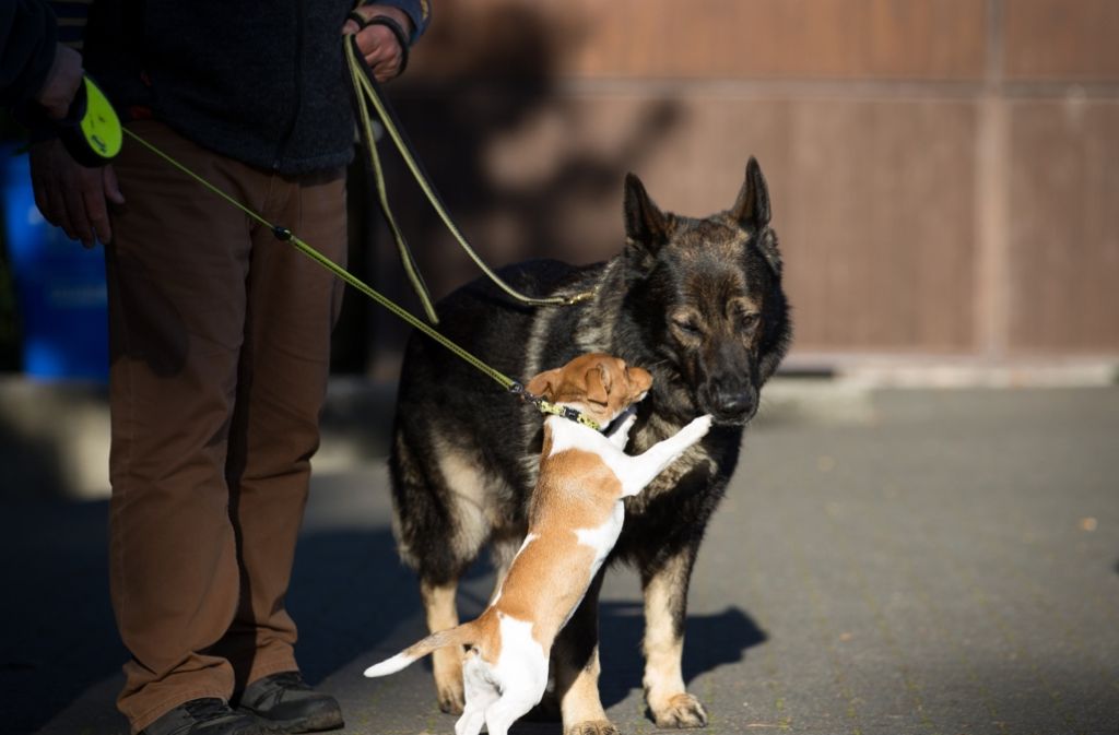 Hundefreundschaft: Ein Jack Russell Terrier spielt mit einem Schäferhund.