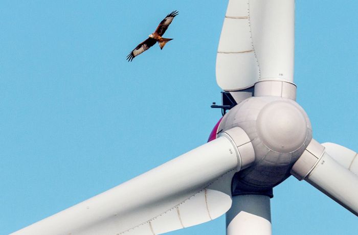 Naturschützer bremsen  ökologische Windkraftforschung
